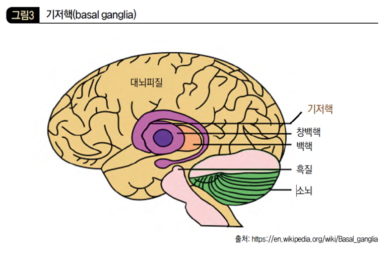 기저핵(basal ganglia)