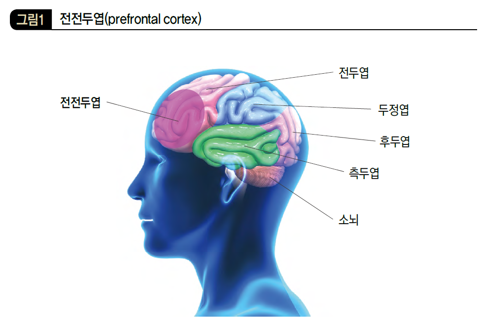 전전두엽(prefrontal cortex)