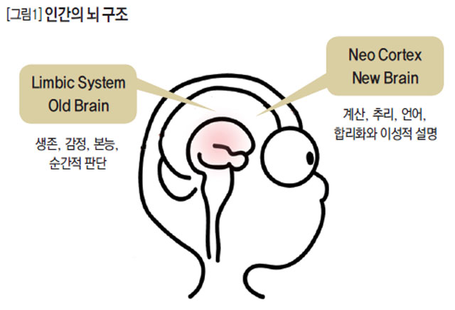 인간의 뇌 구조