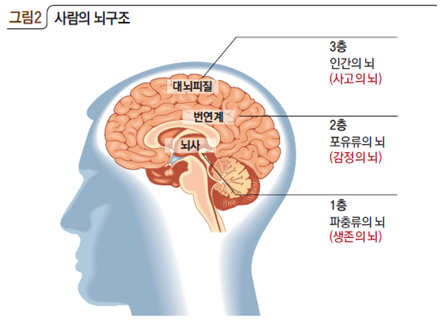 사람의 뇌구조