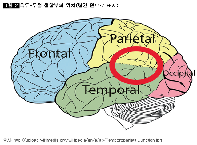 [그림 2] 측두-두정 접합부의 위치(빨간 원으로 표시)