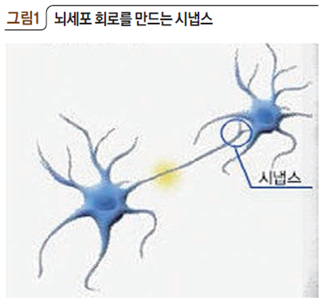 뇌세포 회로를 만드는 시냅스