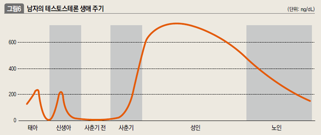 남자의 테스토스테론 생애 주기