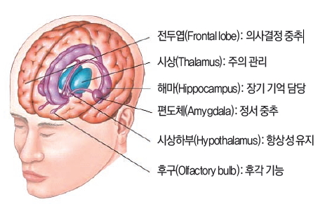 자극에 대한 뇌의 반응