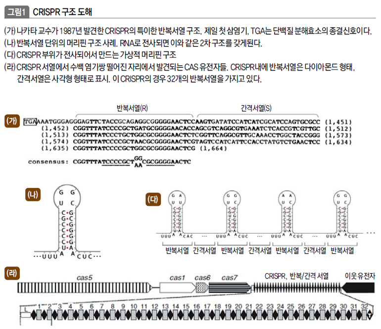 CRISPR 구조 도해