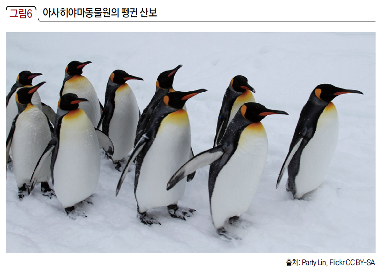 아사히야마동물원의 펭귄 산보