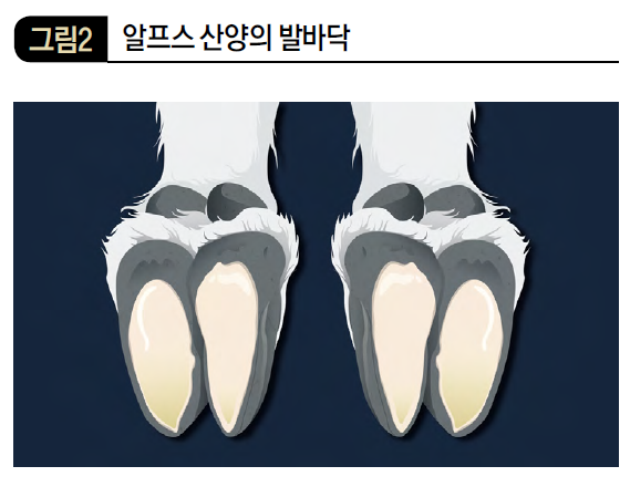 알프스 산양의 발바닥