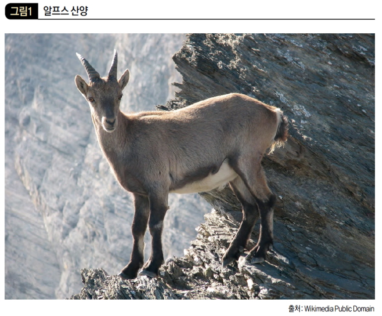 알프스 산양