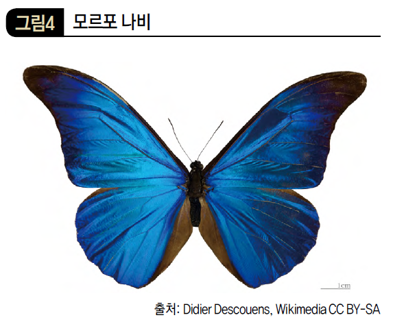 모르포 나비