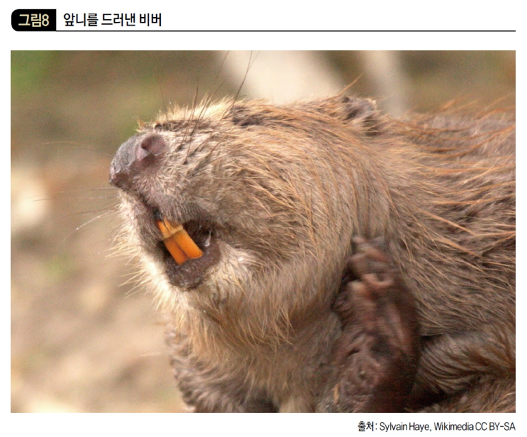 앞니를 드러낸 비버