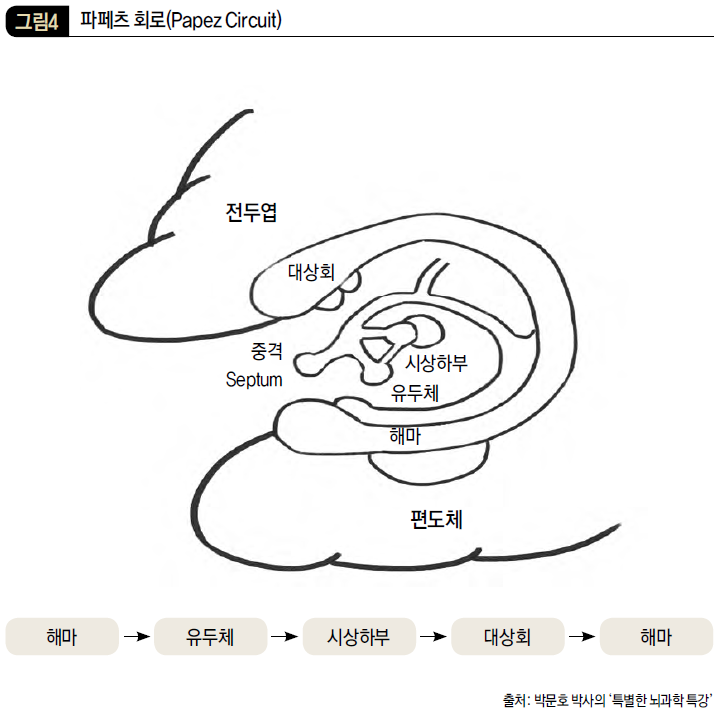파페츠 회로(Papez Circuit)