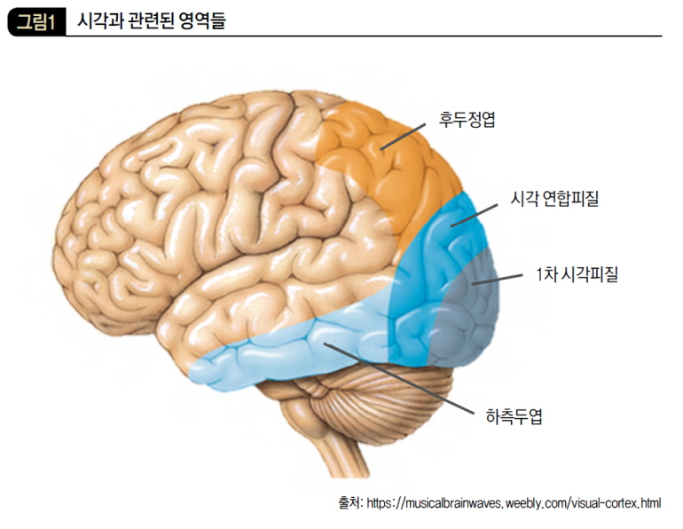시각과 관련된 영역들
