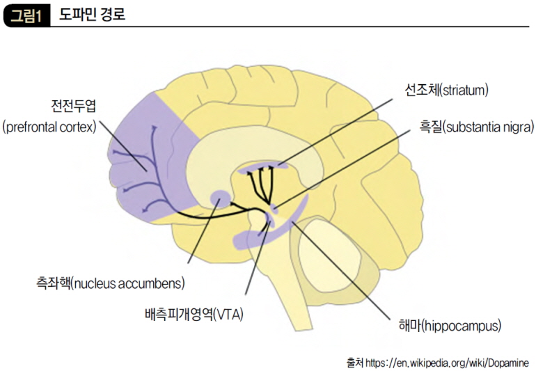 도파민 경로