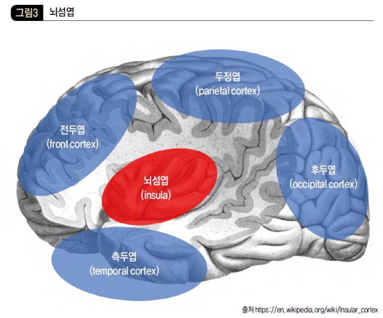 뇌섬엽