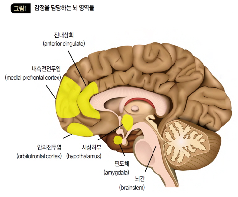 감정을 담당하는 뇌 영역들