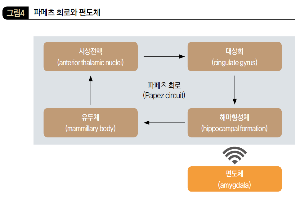 파페츠 회로와 편도체