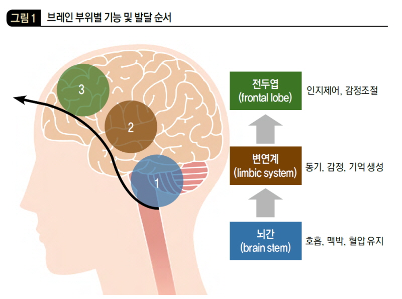 브레인 부위별 기능 및 발달 순서