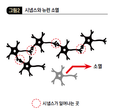 시냅스와 뉴런 소멸