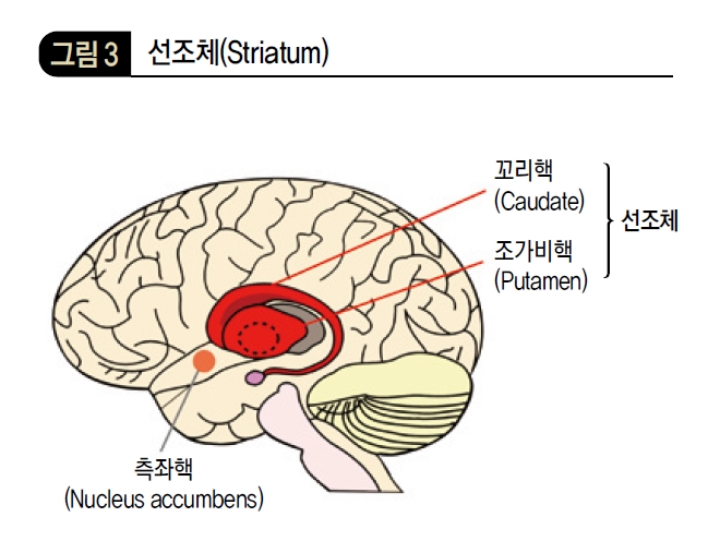 선조체(Striatum)