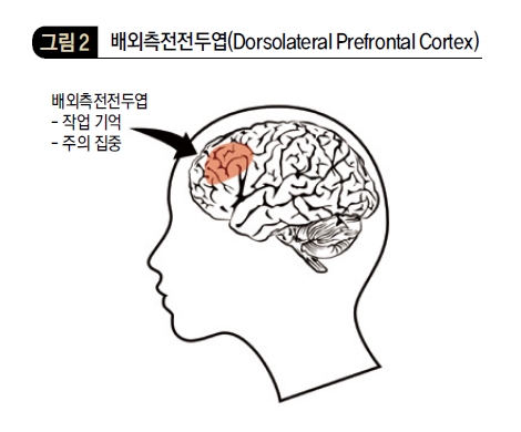 배외측전전두엽(Dorsolateral Prefrontal Cortex)