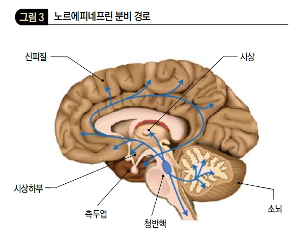 노르에피네프린 분비 경로