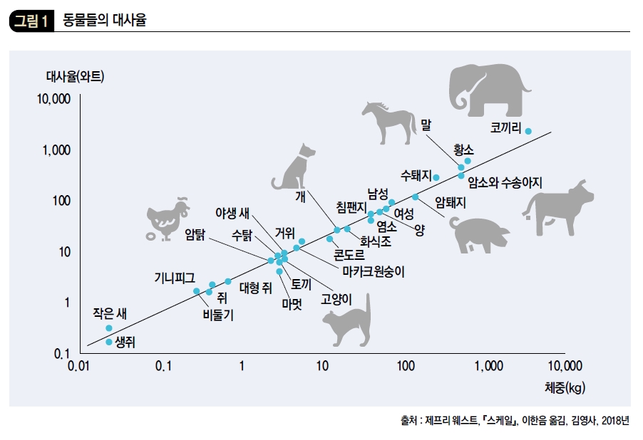 동물들의 대사율
