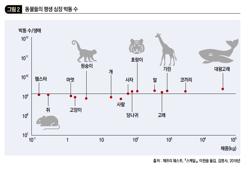 동물들의 평생 심장 박동 수