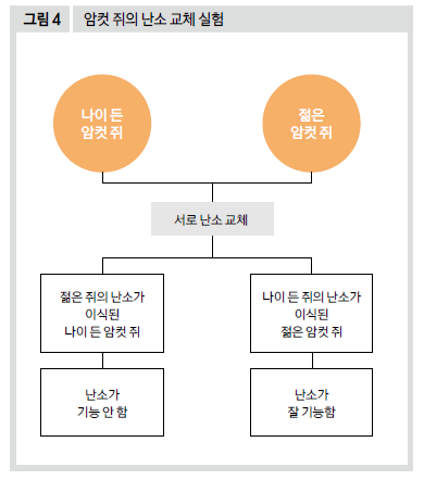 암컷 쥐의 난소 교체 실험