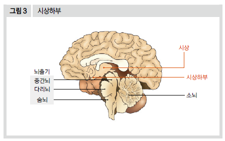 시상하부