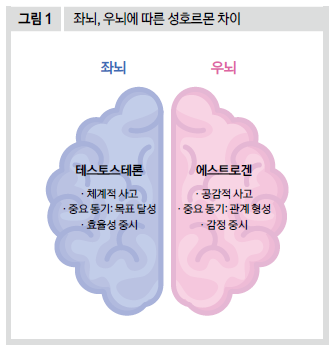 좌뇌, 우뇌에 따른 성호르몬 차이