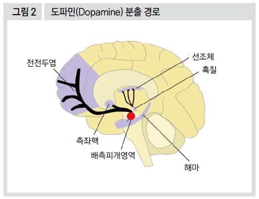 도파민(Dopamine) 분출 경로