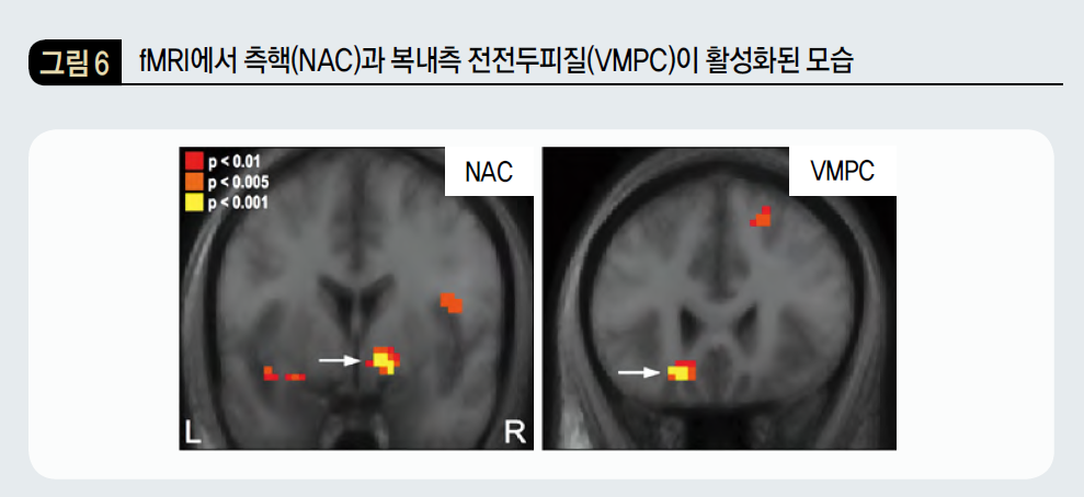 fMRI에서 측핵(NAC)과 복내측 전전두피질(VMPC)이 활성화된 모습