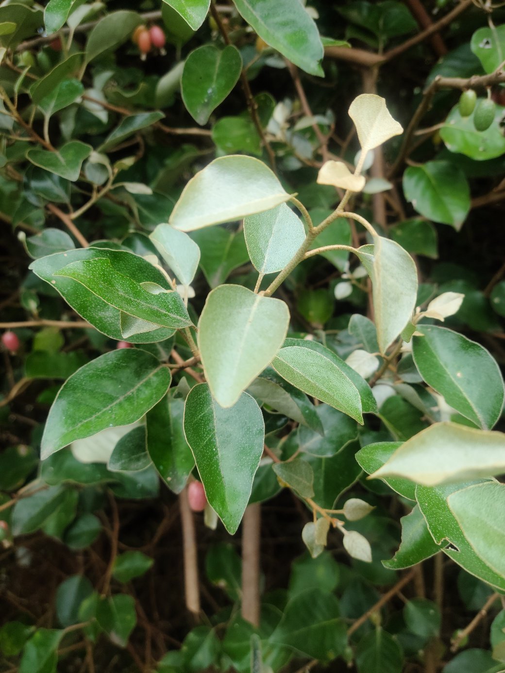 "Baldness Solution Found: Tree's Effect Proven, Trials Begin"