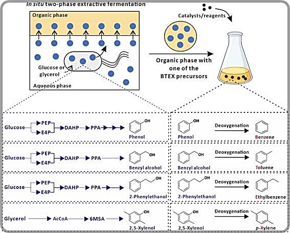 KAIST Team Extracts PET Ingredients from Microbes