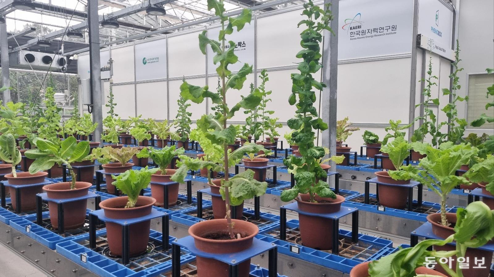 AI-Enhanced Radiation Breeding Selects Climate-Resilient Lettuce