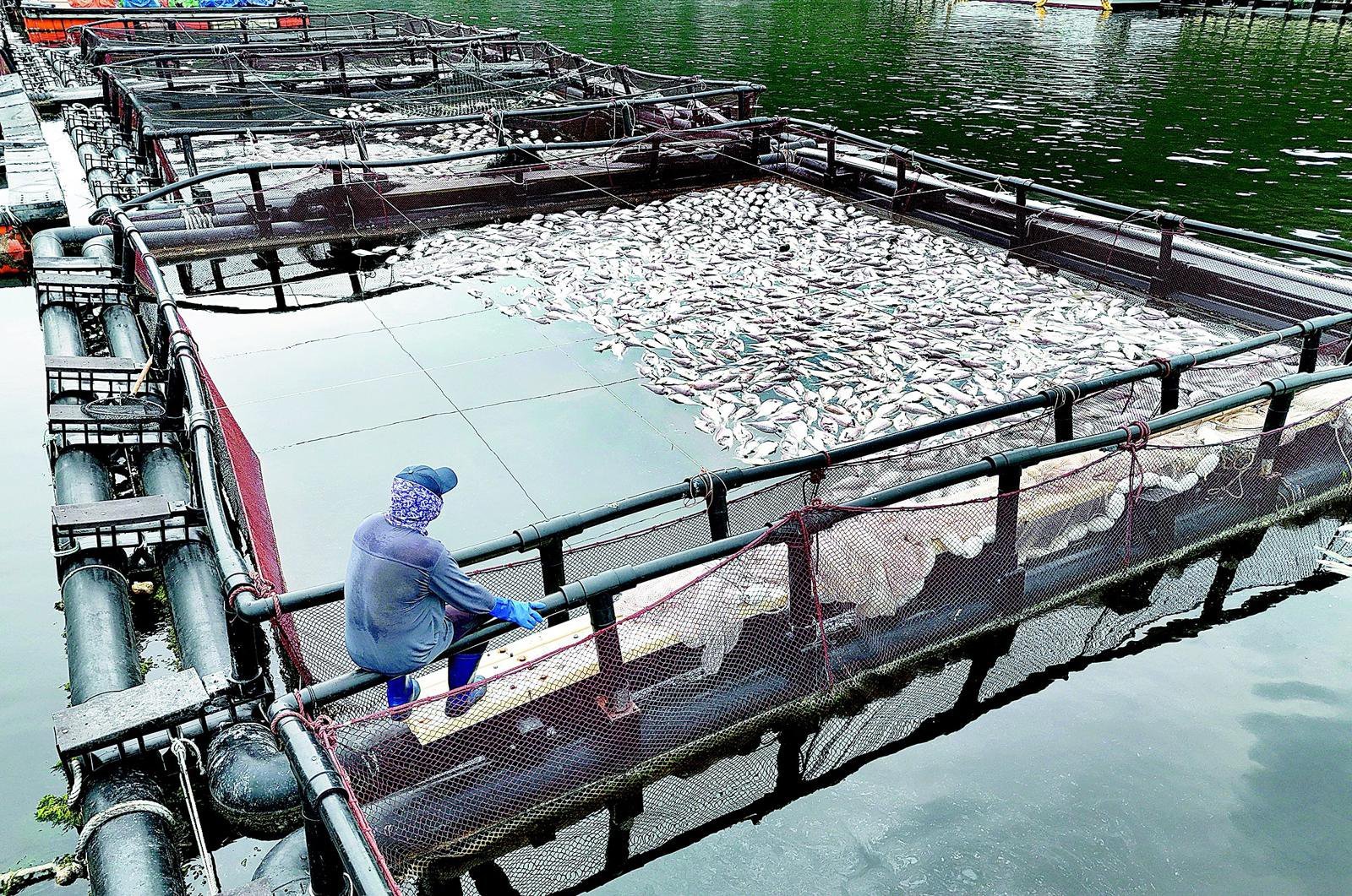 "AI Aquaculture Platform Halves Abalone Deaths in Heat"