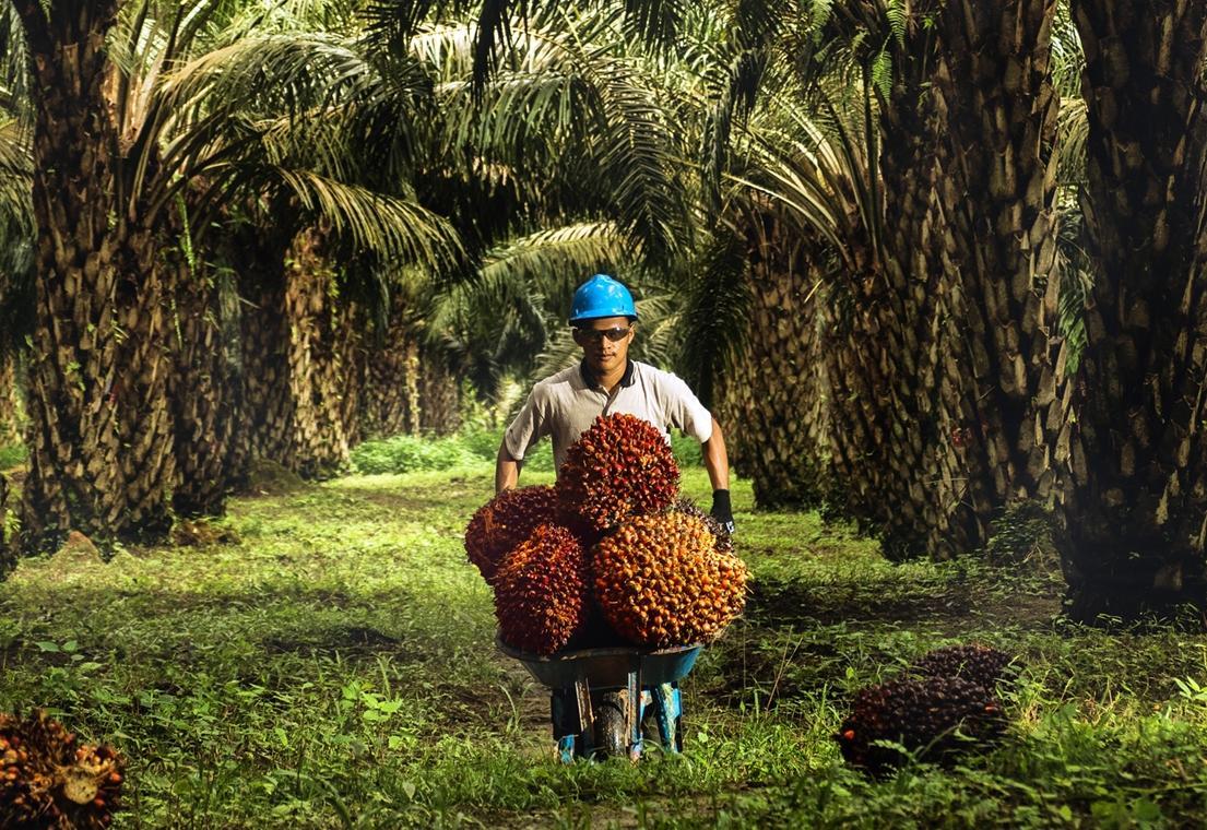 포스코인터, 인니 팜 기업 1.3조원에 인수