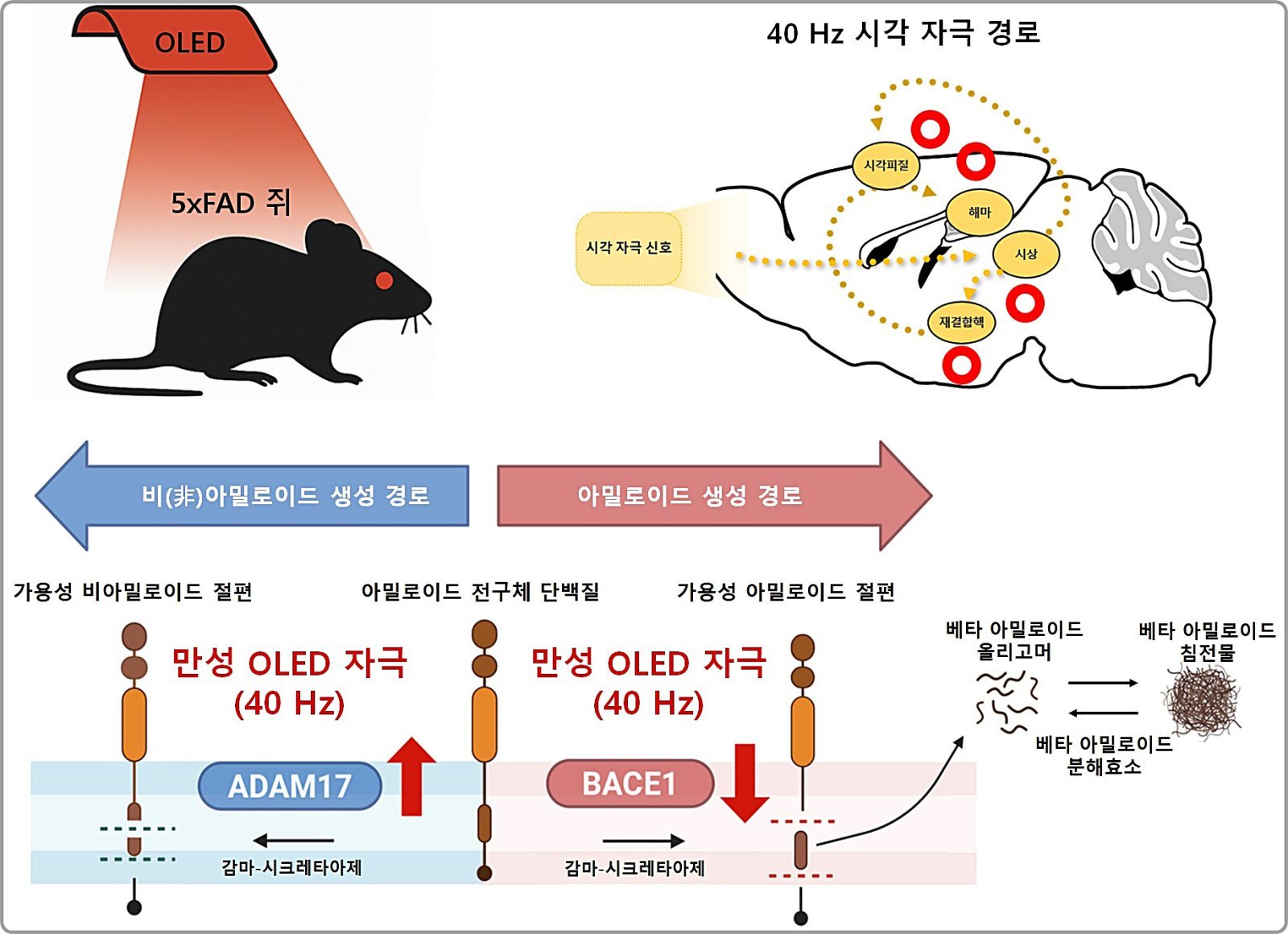 "Red Light Improves Memory in Alzheimer's Mice"