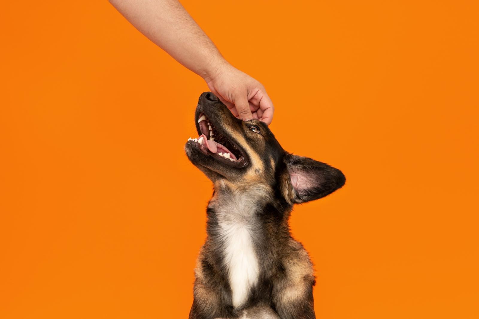 반려가구 591만 시대에도 어려운 동반 외출…큐레이션 서비스로 개선한다 [서울과기대 x 글로벌 뉴스]