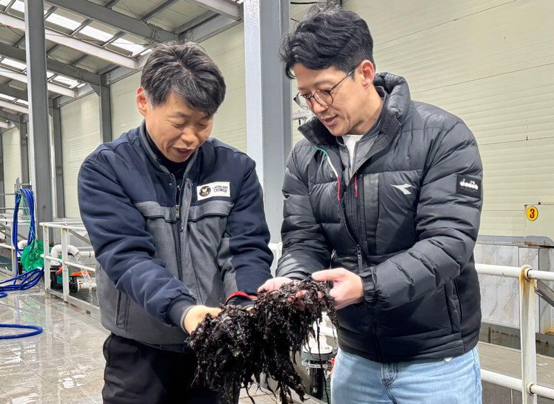 ‘K-Gim’ Boom Spurs Rush for Top-Grade Raw Seaweed