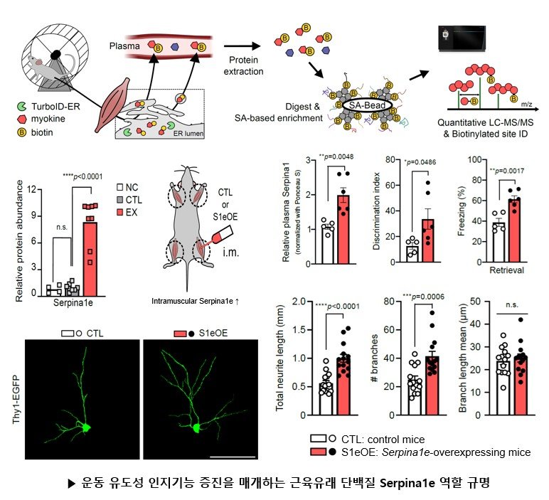 Protein Behind ‘Exercise Without Exercise’ Identified