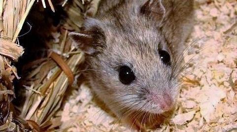 “Hamster Cells Too Costly”: Cancer Drug Made From Eggs