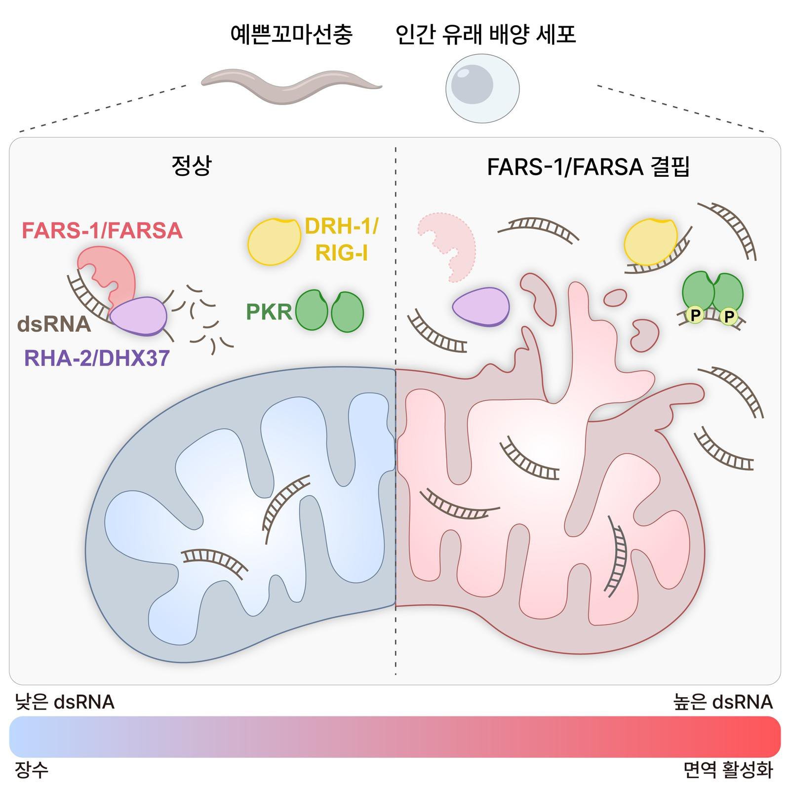 KAIST Identifies Protein That Slows Cellular Aging