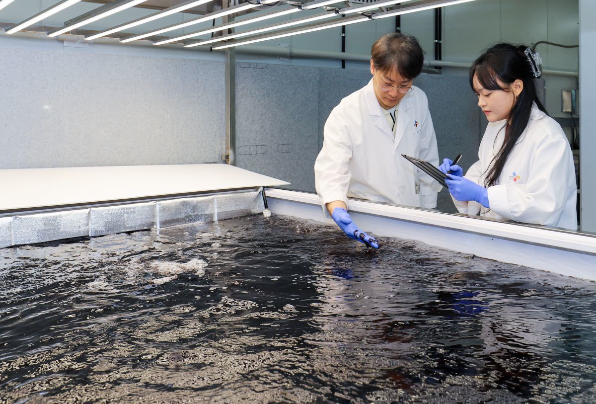 CJ CheilJedang Pushes Farmed Seaweed for Year-Round Bibigo